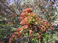 Parco_Cosentini - 20110417 035.jpg